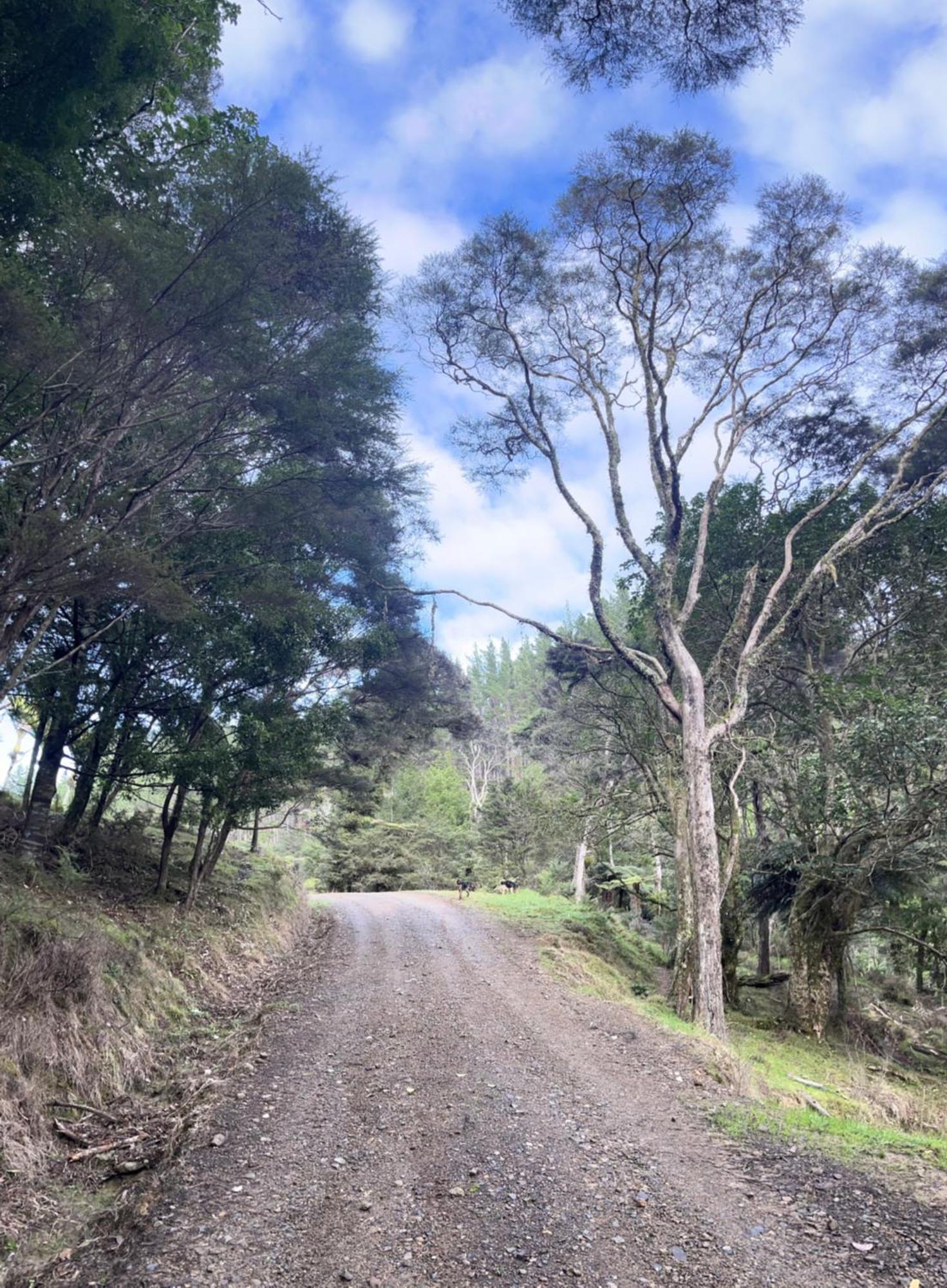 White Star Station Farm Holiday Park Coromandel 외부 사진